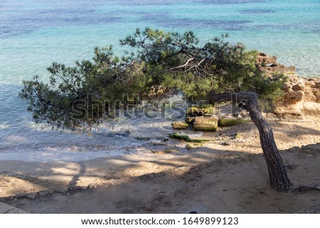 beautiful views of the sea and yachts, with sharp rocks on which trees grow.