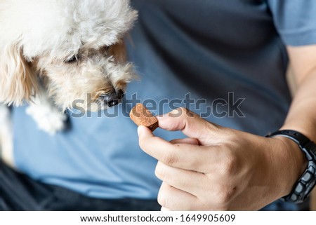 Series of person feeding poodle pet dog with preventive heart worms chewable