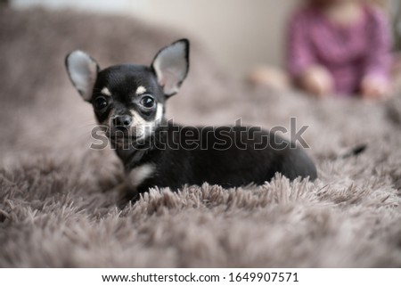 
little cute chihuahua puppy at home