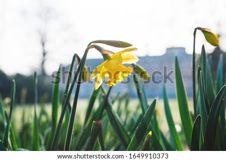 Beautiful yellow fresh daffodil flower low angle view in green morning park