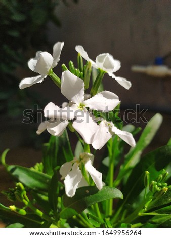 icon of crepe jasmine flowers