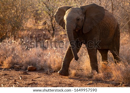Young elephant walking in the bush
