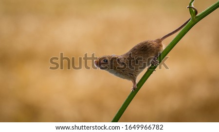 Harvest mouse hanging onto a branch Royalty-Free Stock Photo #1649966782