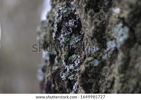 Mossy tree in the winter