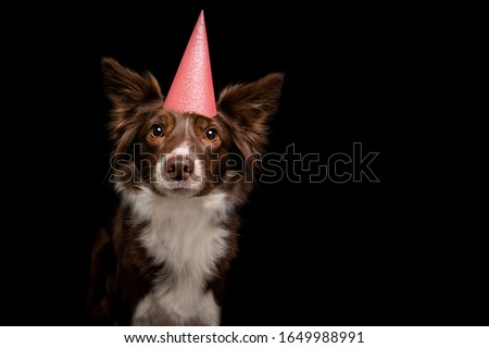 Red and White Border Collie celebrates Birthday with a party hat isolated on Black