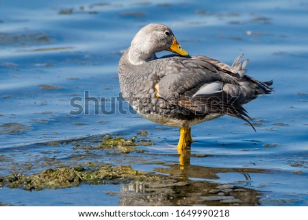 Male of Flying Steamer Duck (Tachyeres patachonicus) on lagoon in Ushuaia, Land of Fire (Tierra del Fuego), Argentina Royalty-Free Stock Photo #1649990218
