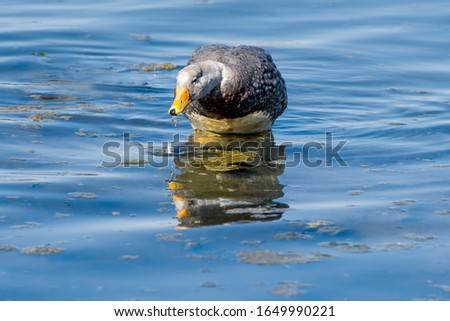 Male of Flying Steamer Duck (Tachyeres patachonicus) on lagoon in Ushuaia, Land of Fire (Tierra del Fuego), Argentina Royalty-Free Stock Photo #1649990221