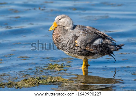 Male of Flying Steamer Duck (Tachyeres patachonicus) on lagoon in Ushuaia, Land of Fire (Tierra del Fuego), Argentina Royalty-Free Stock Photo #1649990227