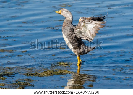 Male of Flying Steamer Duck (Tachyeres patachonicus) on lagoon in Ushuaia, Land of Fire (Tierra del Fuego), Argentina Royalty-Free Stock Photo #1649990230