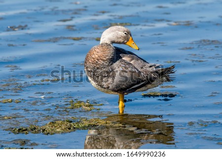 Male of Flying Steamer Duck (Tachyeres patachonicus) on lagoon in Ushuaia, Land of Fire (Tierra del Fuego), Argentina Royalty-Free Stock Photo #1649990236