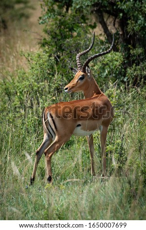 Male impala turns head to look back
