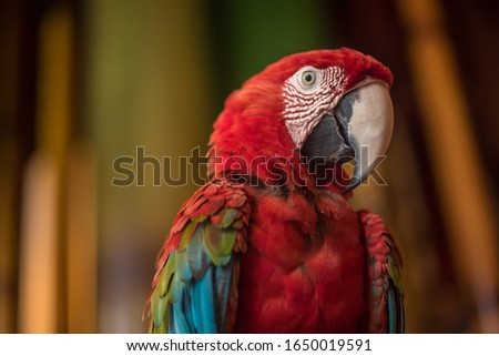 Close up of a Macaw Parrots, long-tailed colorful parrots