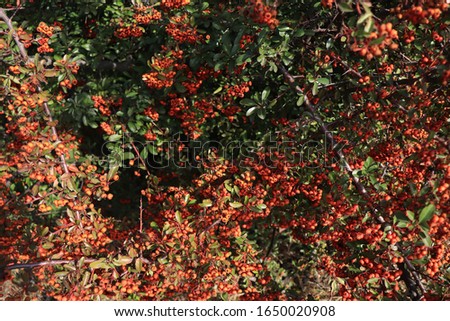 red berries on a green bush as a background