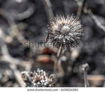
macro photo of plants in sunny frosty winter in Germany. Natural background. Flowers background. Beautiful neutral colors