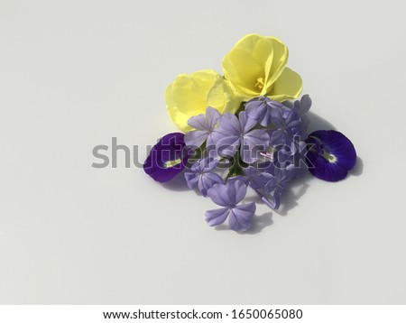 Beautiful of fresh flowers which cut from garden in different shapes and colors isolated on background.