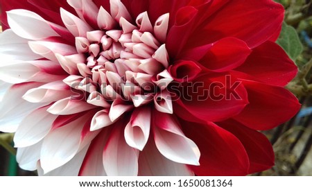 Beautiful Red and White Dahlia Flower