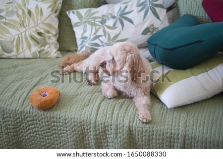 cavapoo puppy on daybed with toy and pillows close up