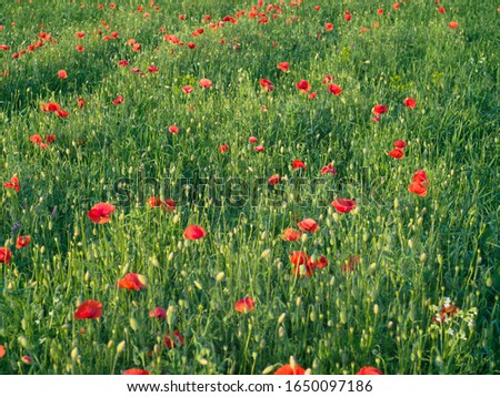 Wild red poppies grow on a green field. Beautiful view of the poppy field in summer.