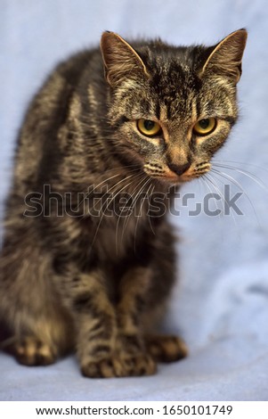 skinny striped cat on a blue background