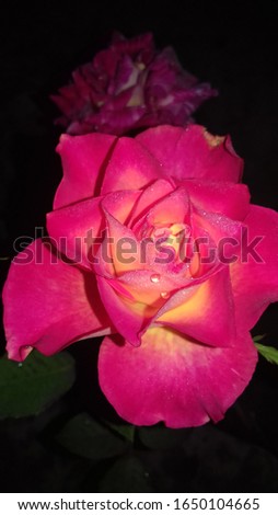 Beautiful Red rose Blossom in Night