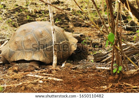 Giant tortoise of Galapagos in its natural habitat in Isabela Island, Galapagos, Ecuador.