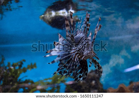 tropical fish sea dragon in the aquarium