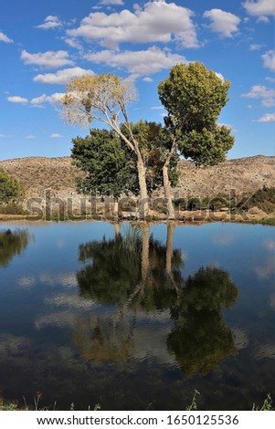 Tall trees with strong reflections in a pond