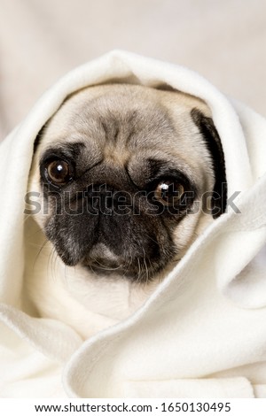 Adorable fawn and black Pug dog under white blanket close up portrait. Flat face brachycephalic breed pet care insurance. Royalty-Free Stock Photo #1650130495