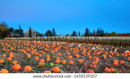 pumpkins in a pumpkin field after sunset