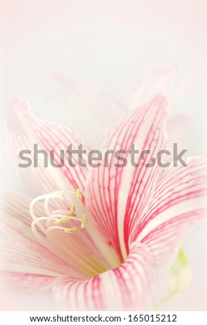 pink lily flower soft background