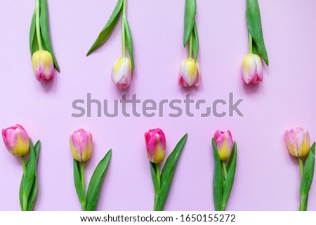 Pink and yellow tulup line on the picture with pink background and copy space