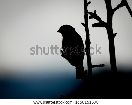 sitting bird on a branch