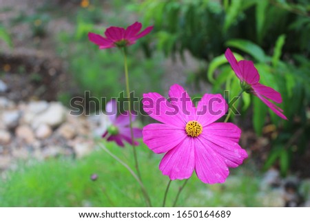 Beautiful looking colorful garden flowers