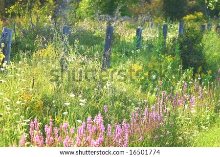Beautiful old fence and wildflowers