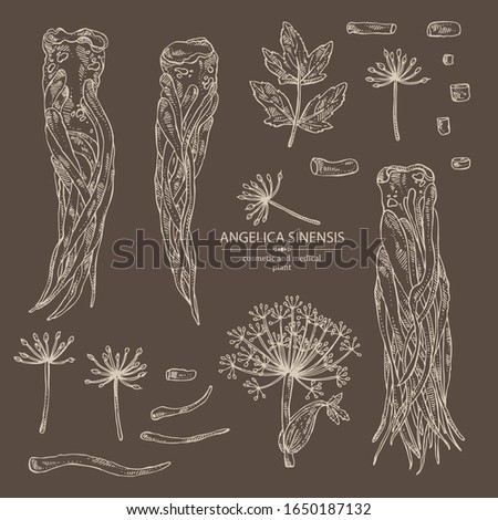 Collection of angelica sinensis: angelica root and plant. Cosmetic and medical plant. Vector hand drawn illustration.