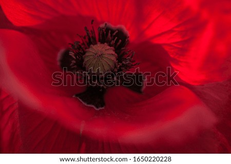 Blooming head of wild red poppy closeup