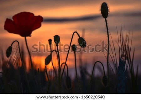 Red poppy on the edge of a bread field at sunset hour