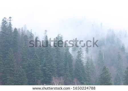 
foggy forest in winter mountain resort