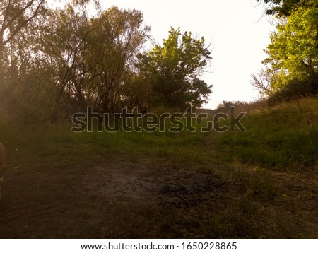 photo of a landscape in a forest with trees and a lot of grass with in sky of fonfo much peace, natural environment, no people, no buildings, nature unedited photo