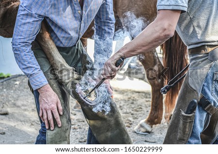 Farrier fits hot horseshoe onto a horse hoof. Smoke blowing from hot horseshoe on hoof. Farrier changing a horseshoe. Blacksmith working with a horse. Royalty-Free Stock Photo #1650229999