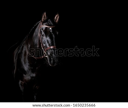 Black PRE (andalusian) horse portrait in brown classic leather bridle with reigns isolated on black background.