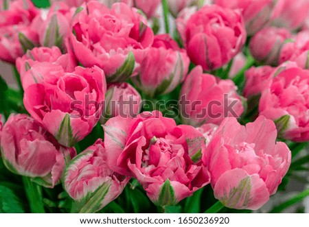 Close-up of elegant bouquet of pink tulips. Spring flowers background.