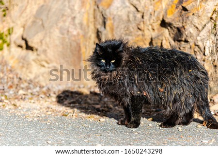 Black sunset cat with long hair