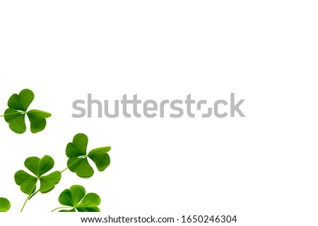 green clover leaves isolated on white background. St.Patrick 's Day. nature