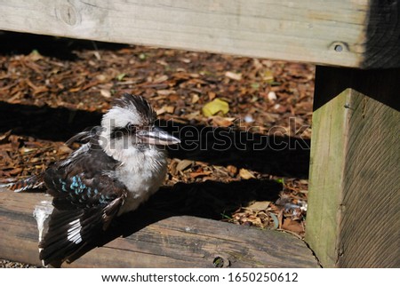 Laughing Kookaburra , Dacelo novaeguineae, sitting on wooden fence in sunlight