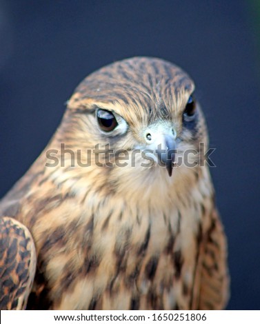 a rare picture of a merlin