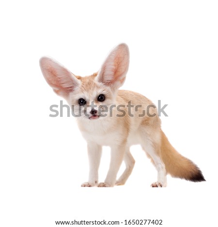 Pretty Fennec fox isolated on white background