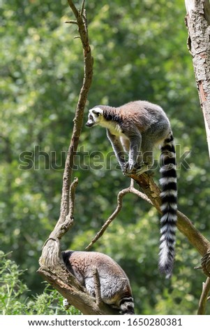 Ring-tailed lemur - Lemur catta, a small monkey with a long striped tail sitting on a tree branch