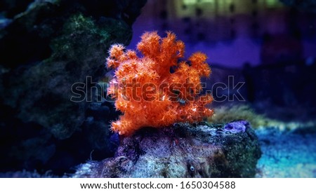 Orange soft Scleronephtya coral. - Dendronephtya sp.