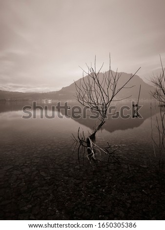 Young tree in the water, Lake of Lecco in black and white, Italy